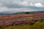 Melmerby Moor, Yorkshire (Anglia)
